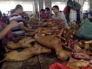 قتل آلاف الكلاب في الصين في مهرجان سنوي