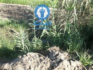 تركيب ماكينه رفع مياه الرى بترعه الملقا (2)