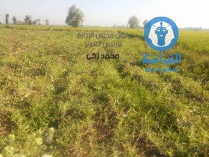 تركيب ماكينه رفع مياه الرى بترعه الملقا (3)