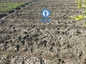 تركيب ماكينه رفع مياه الرى بترعه الملقا