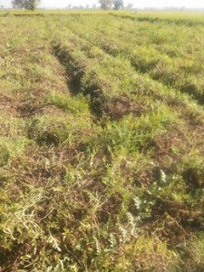 تركيب ماكينه رفع مياه الرى بترعه الملقا (4)