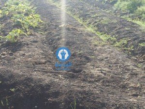 تركيب ماكينه رفع مياه الرى بترعه الملقا (7)