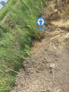 تركيب ماكينه رفع مياه الرى بترعه الملقا (8)