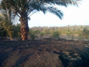 استغاثة من اصحاب المقامير 1