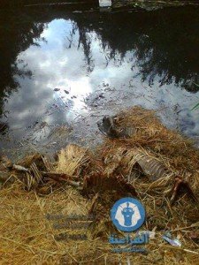 انتشار ظاهرة ذبح الحمير وبيعها لحمة مفرومة 1