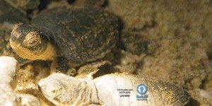 محمية رأس الجنز للسلاحف1