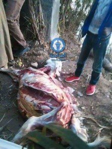 ذبح اربعة حمير جديدة في منطقة حوض العرب وحوض ادم1