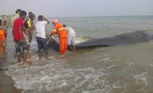 نفوق حوت طوله 10 أمتار على شاطئ صحم بسلطنه عمان