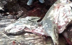 ضبط عامل وهروب اخر اثناء ذبحهم حمير وبيعها للمطاعم بنبروه دقهلية1