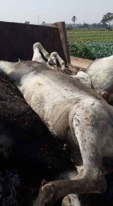 %d8%b6%d8%a8%d8%b7-9-%d8%ad%d9%85%d9%8a%d8%b1-%d9%85%d8%b0%d8%a8%d9%88%d8%ad%d8%a9-%d9%82%d8%a8%d9%84-%d8%a8%d9%8a%d8%b9%d9%87%d8%a7-%d8%a8%d8%a7%d9%84%d8%a3%d8%b3%d9%88%d8%a7%d9%82-%d9%81%d9%8a