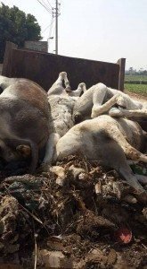 %d8%b6%d8%a8%d8%b7-9-%d8%ad%d9%85%d9%8a%d8%b1-%d9%85%d8%b0%d8%a8%d9%88%d8%ad%d8%a9-%d9%82%d8%a8%d9%84-%d8%a8%d9%8a%d8%b9%d9%87%d8%a7-%d8%a8%d8%a7%d9%84%d8%a3%d8%b3%d9%88%d8%a7%d9%82-%d9%81%d9%8a