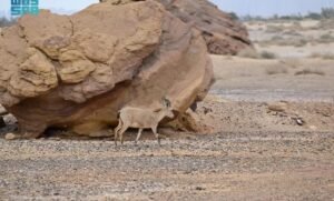 جولة الحياة البرية في الحِجر بالعُلا.. رحلة يكتشف من خلالها الزائر تناغم الطبيعة والحياة الفطرية